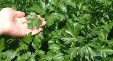 Italský gigant je odrůda petržele, její vlastnosti a technika pěstování